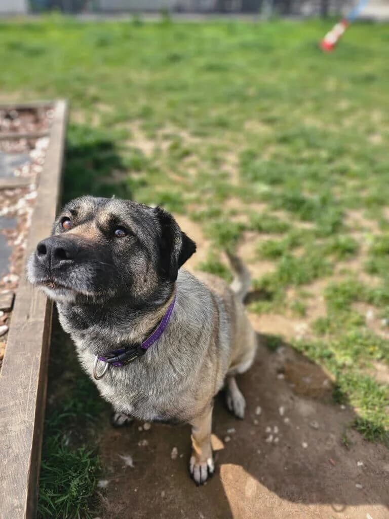 Bärbel, female Kangal for adoption at Tierheim Düsseldorf, Düsseldorf — photo 4 of 5
