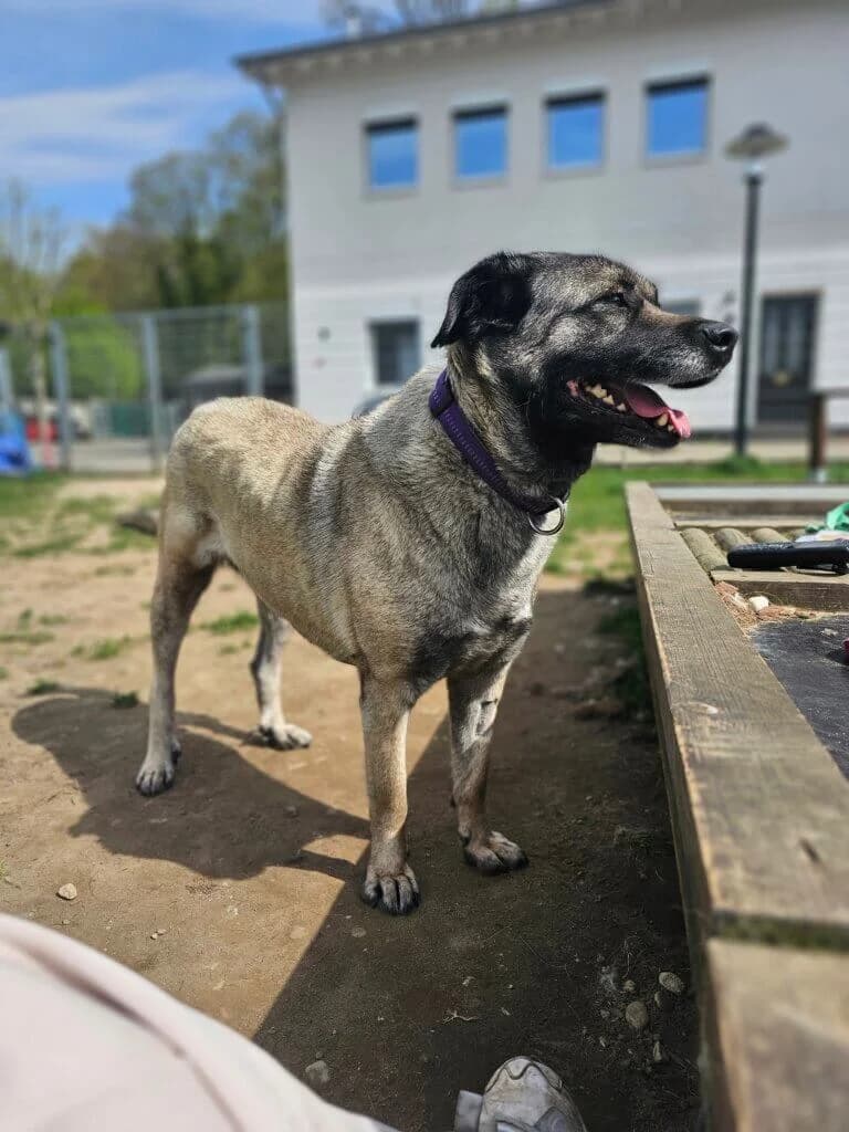 Bärbel, female Kangal for adoption at Tierheim Düsseldorf, Düsseldorf — photo 5 of 5