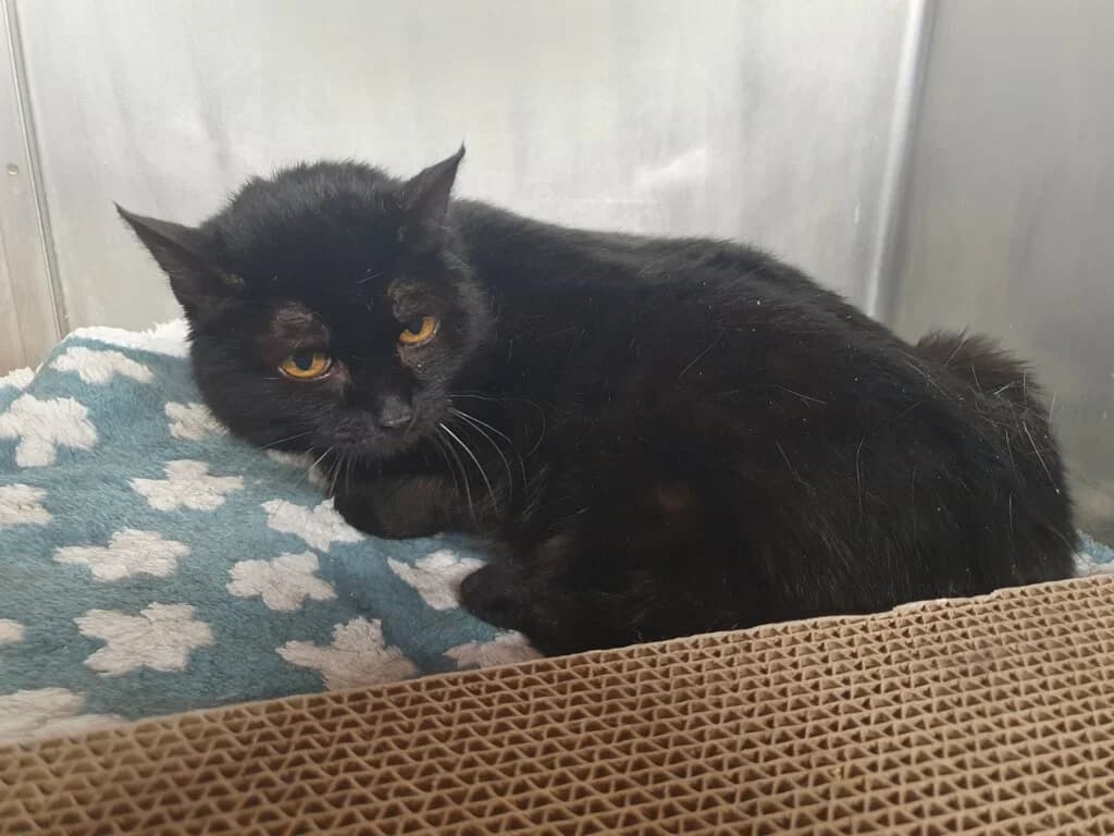 Oma Gelsi - sucht Menschen mit Herz ❣, female mixed breed for adoption at Tierheim Düsseldorf, Düsseldorf — photo 2 of 2