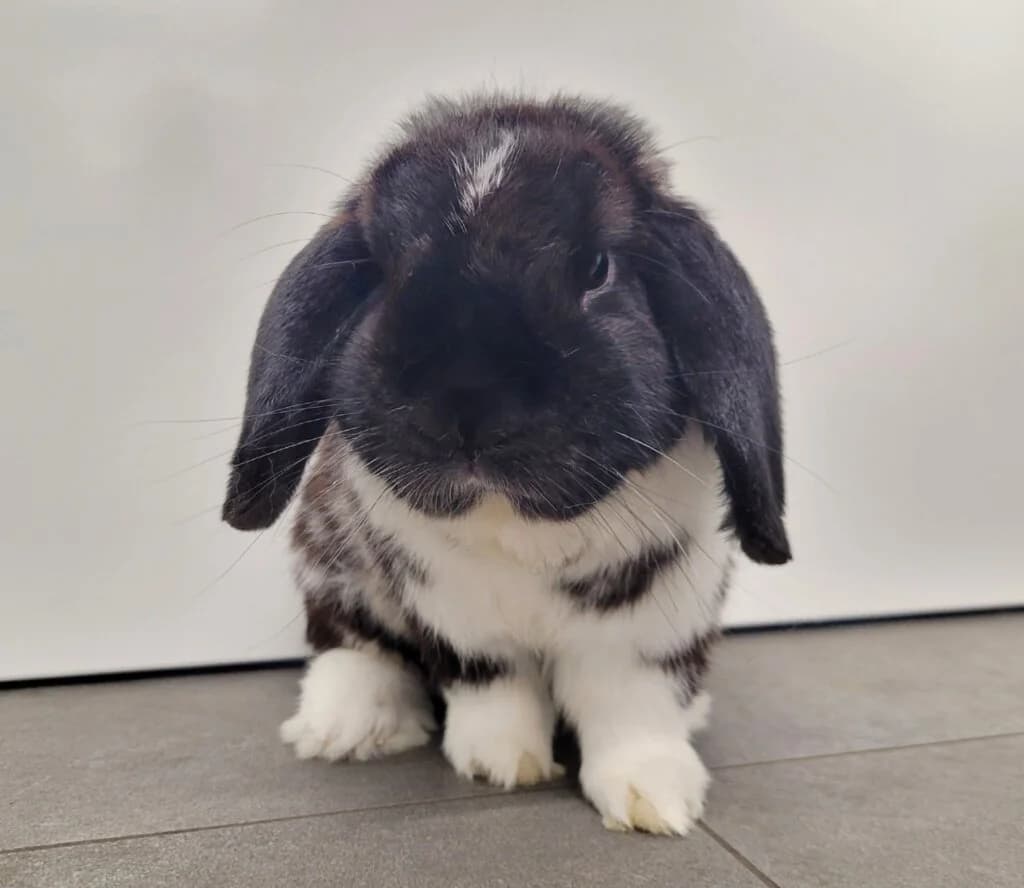 Balisto, male mixed breed for adoption at Tierheim Düsseldorf, Düsseldorf