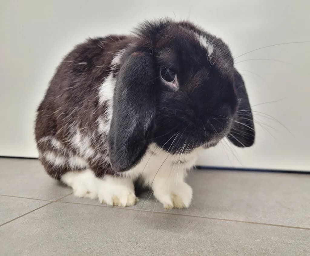 Balisto, male mixed breed for adoption at Tierheim Düsseldorf, Düsseldorf — photo 2 of 2