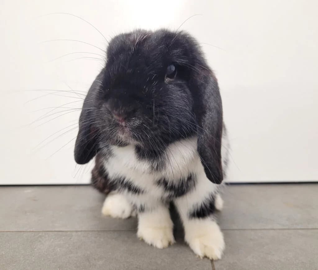 "Mama" *reserviert*,  (Tierheim Düsseldorf)