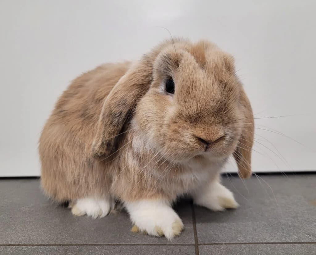 Skittles *reserviert*,  (Tierheim Düsseldorf)