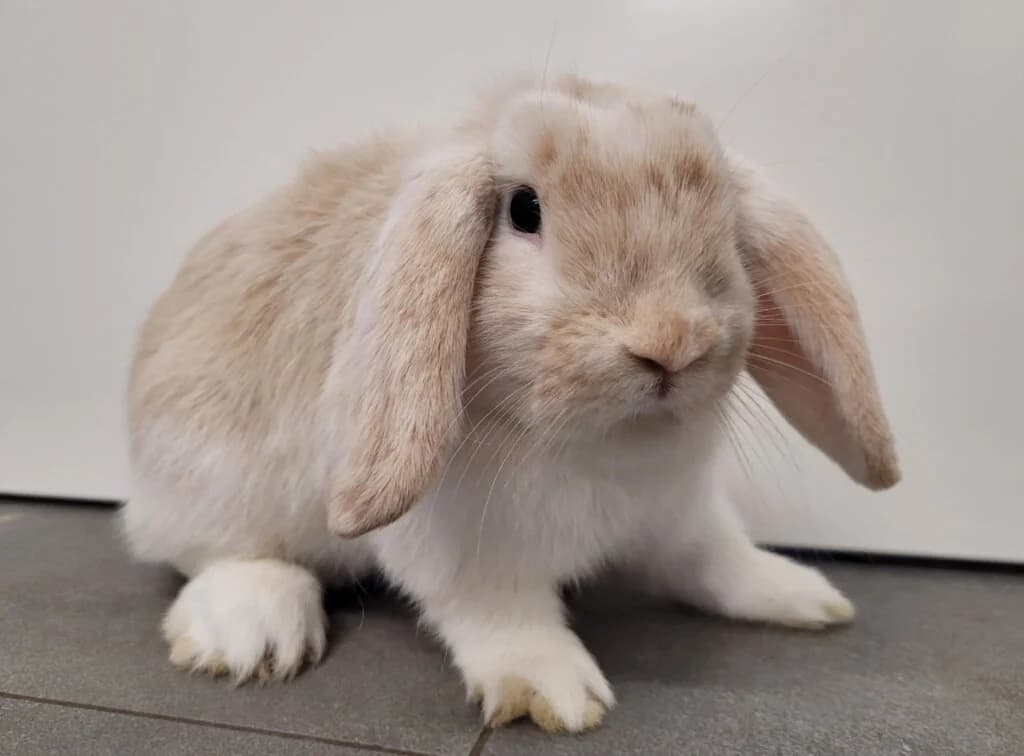 Amicelli *reserviert*,  (Tierheim Düsseldorf)