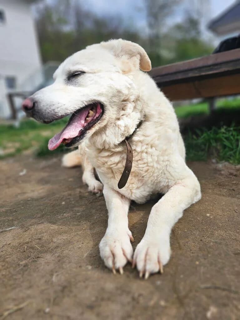 Teddyline, female senior mixed breed for adoption at Tierheim Düsseldorf, Düsseldorf
