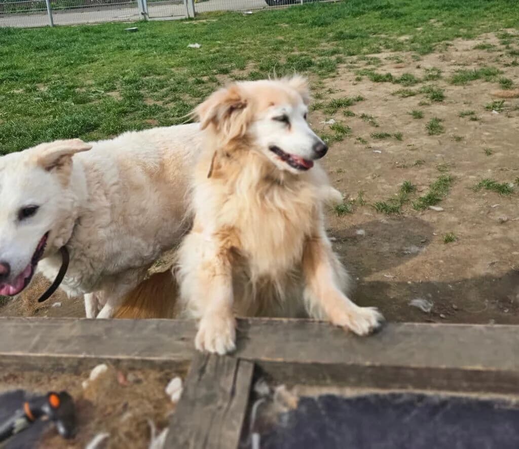 Tessa, female senior mixed breed for adoption at Tierheim Düsseldorf, Düsseldorf