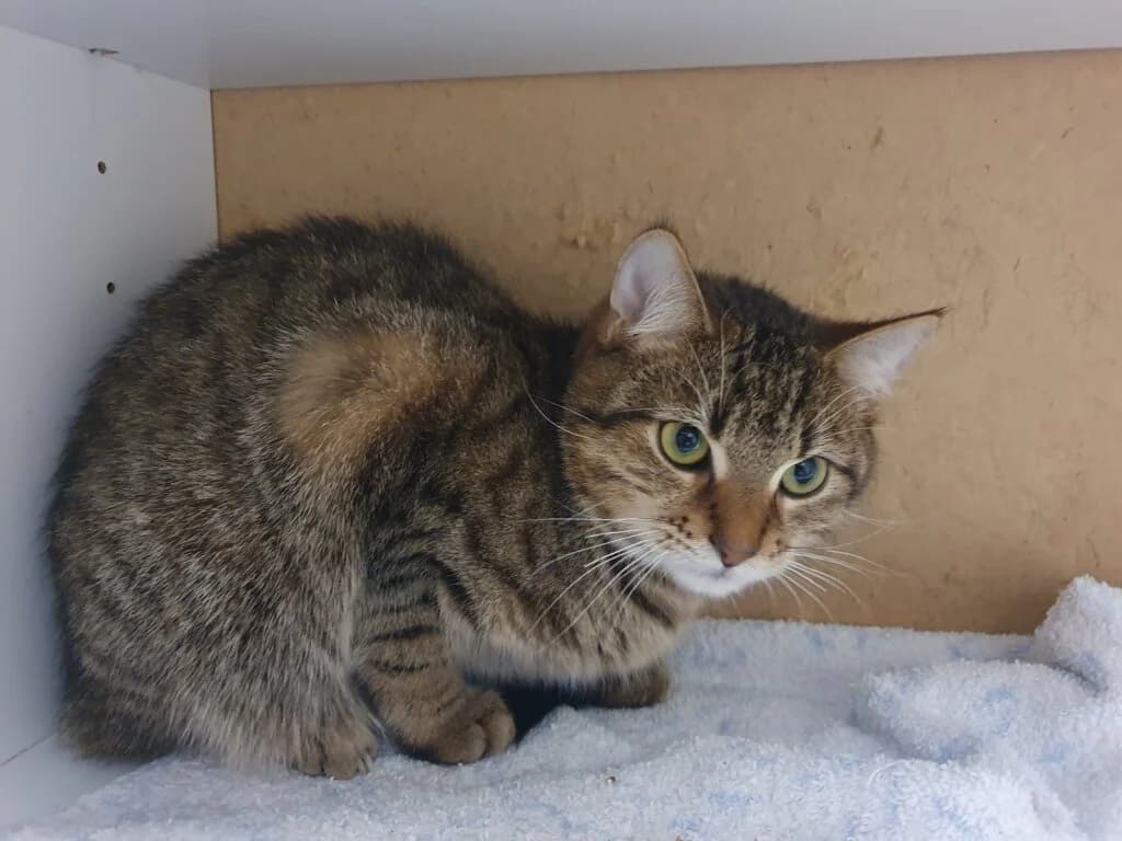 Ozzy 💝🐾, male mixed breed for adoption at Tierheim Düsseldorf, Düsseldorf