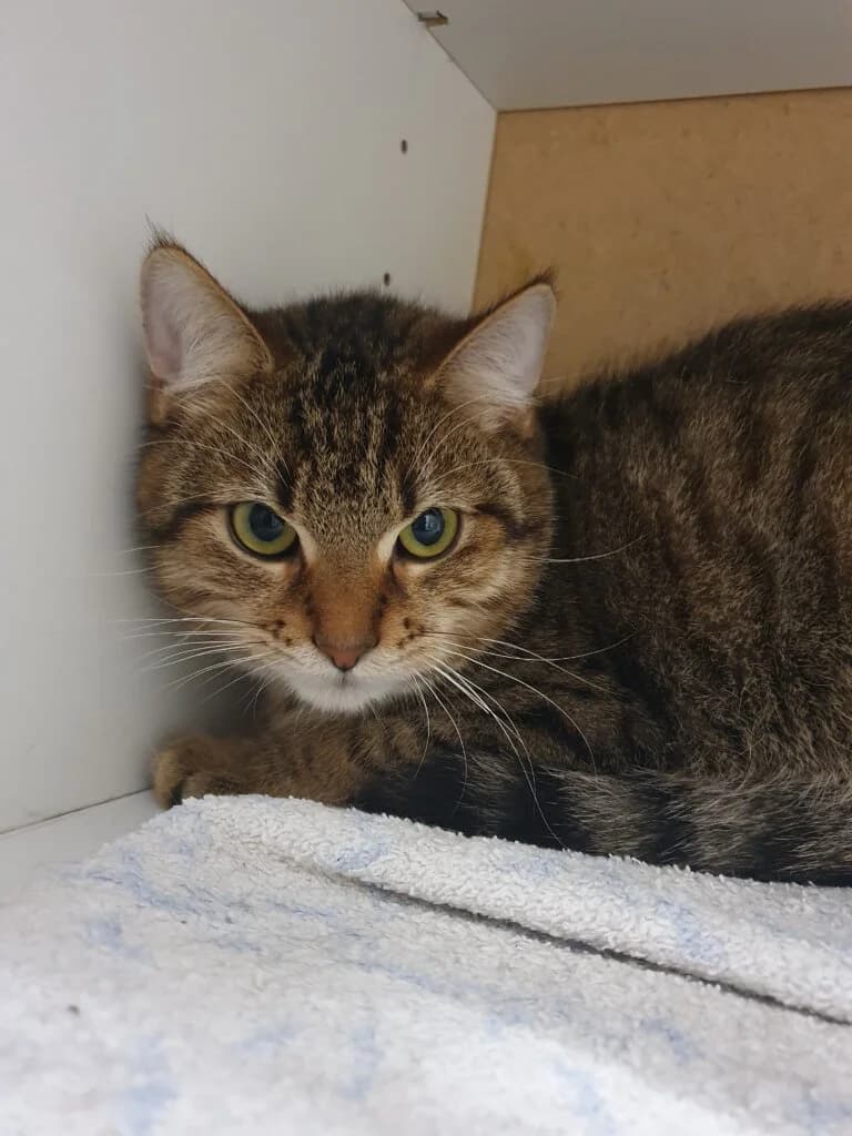 Ozzy 💝🐾, male mixed breed for adoption at Tierheim Düsseldorf, Düsseldorf — photo 2 of 3