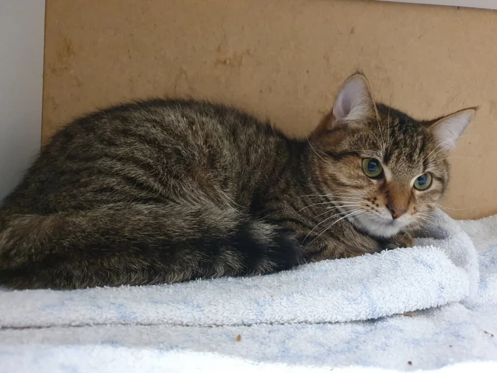 Ozzy 💝🐾, male mixed breed for adoption at Tierheim Düsseldorf, Düsseldorf — photo 3 of 3