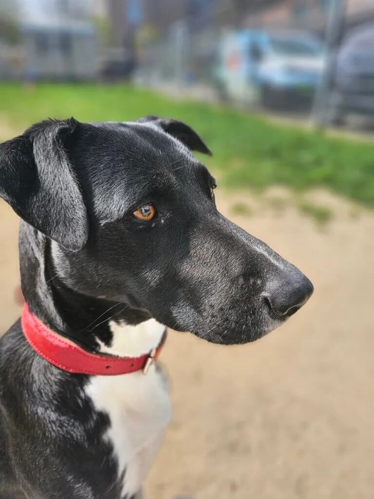 Bella, female Mixed Breed for adoption at Tierheim Düsseldorf, Düsseldorf