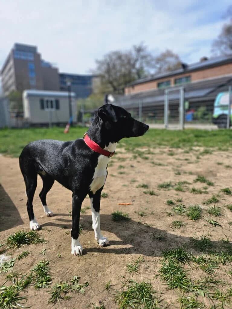 Bella, female Mixed Breed for adoption at Tierheim Düsseldorf, Düsseldorf — photo 2 of 5