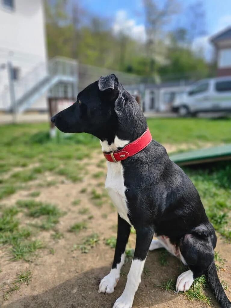 Bella, female Mixed Breed for adoption at Tierheim Düsseldorf, Düsseldorf — photo 3 of 5
