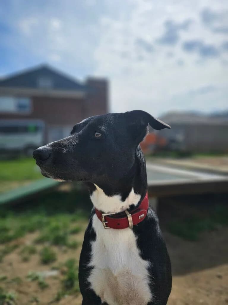 Bella, female Mixed Breed for adoption at Tierheim Düsseldorf, Düsseldorf — photo 4 of 5