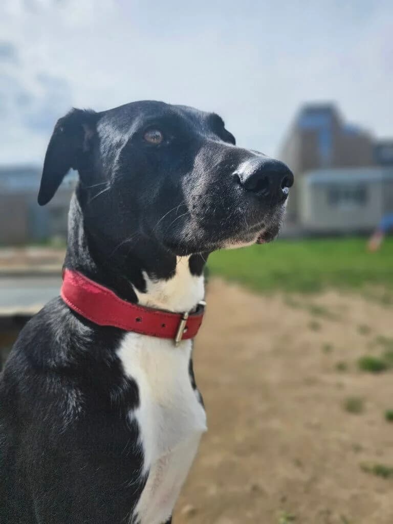 Bella, female Mixed Breed for adoption at Tierheim Düsseldorf, Düsseldorf — photo 5 of 5