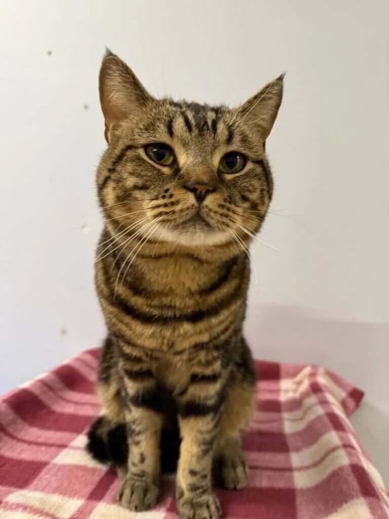 Homer sucht sein Zuhause mit Abenteuerfaktor 🐾, male 3yo mixed breed for adoption at Tierheim Düsseldorf, Düsseldorf