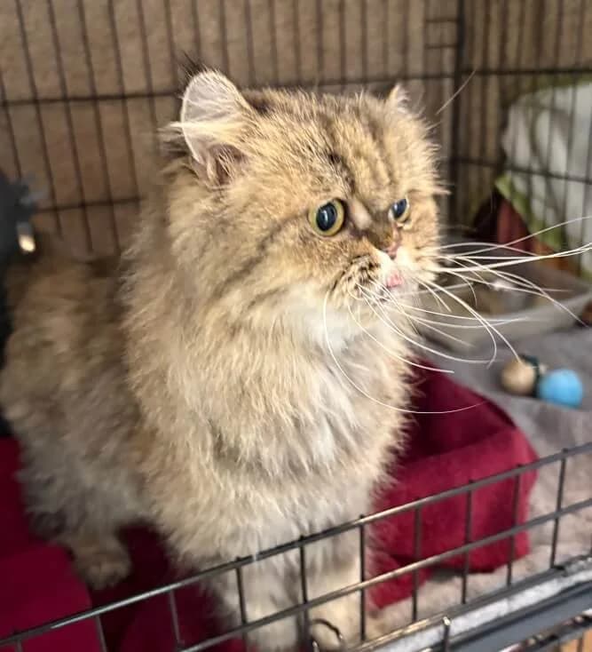 Mabella sucht endlich ihr Glück 🐾, female senior Persian for adoption at Tierheim Düsseldorf, Düsseldorf