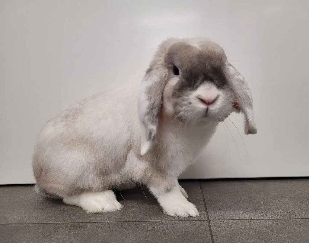 Armin (E.c. negativ), male 3yo mixed breed for adoption at Tierheim Düsseldorf, Düsseldorf