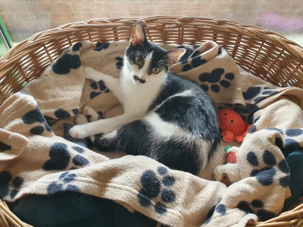 Lia und Elysia - Nicht gesucht und trotzdem gefunden. ❤️, female 3yo mixed breed for adoption at Tierheim Düsseldorf, Düsseldorf