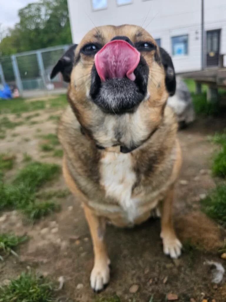 Chi, female 3yo Pug for adoption at Tierheim Düsseldorf, Düsseldorf