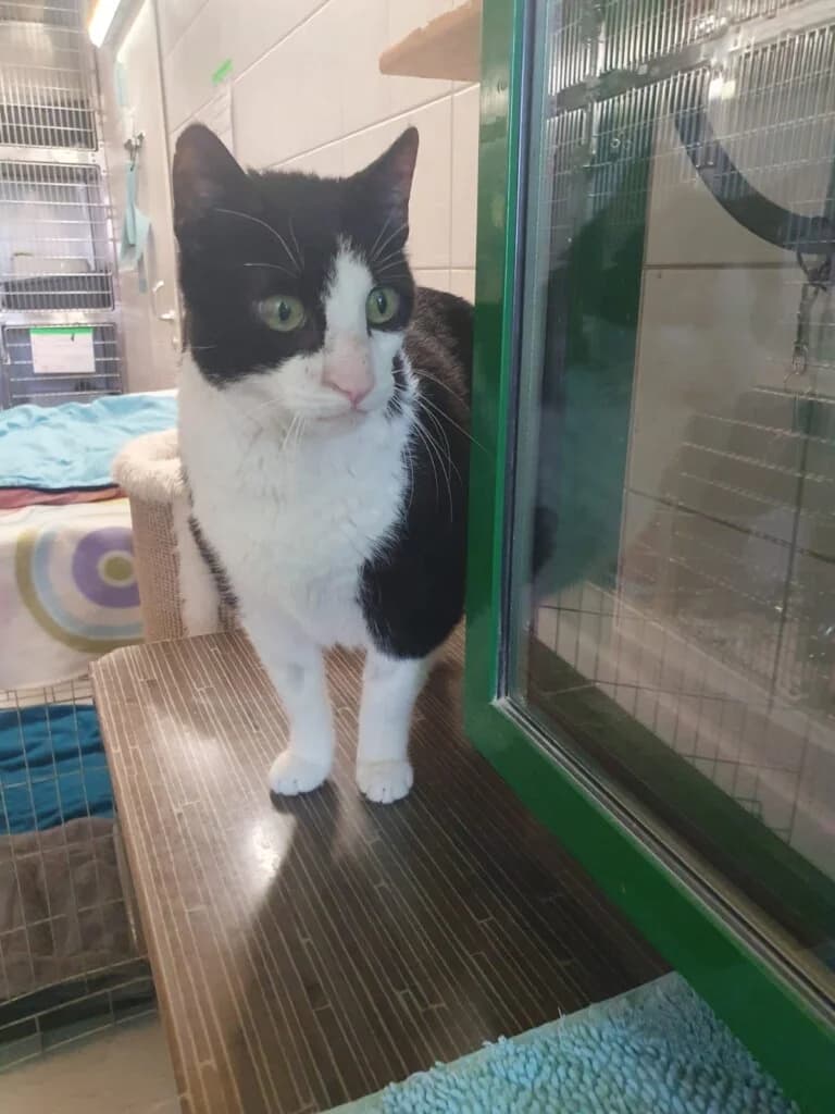 Senior Kater Max sucht sein Für-immer-Zuhause 🐾, male senior mixed breed for adoption at Tierheim Düsseldorf, Düsseldorf