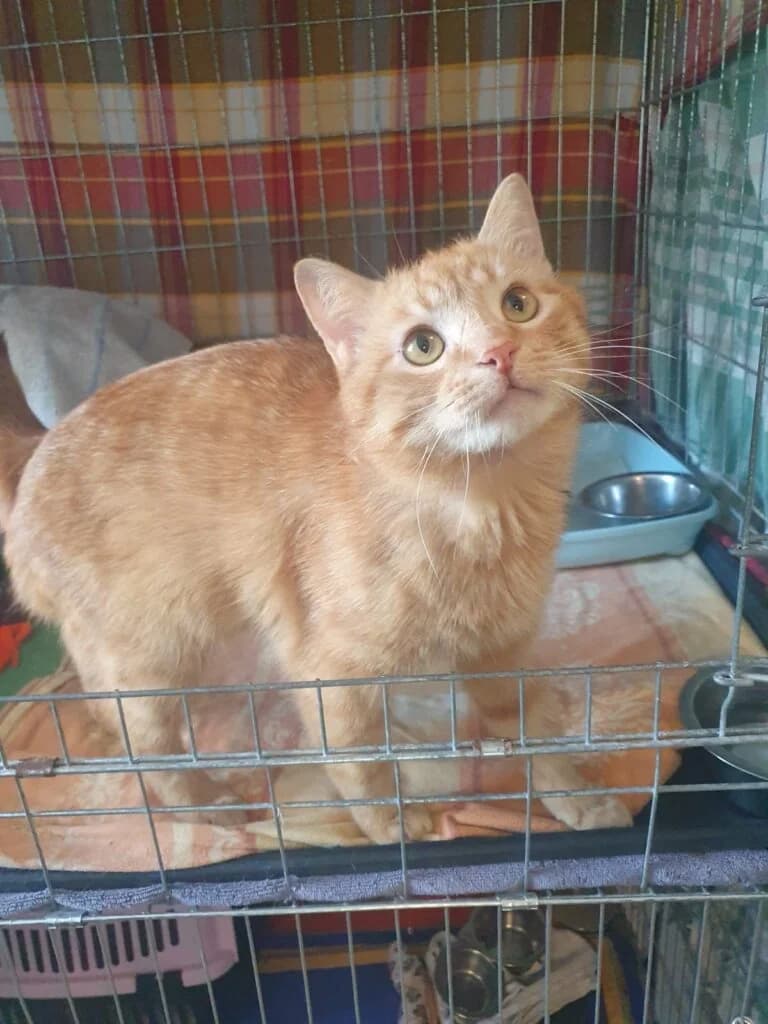 Michel sucht ein verantwortungsvolles Zuhause mit Herz 🍀, male mixed breed for adoption at Tierheim Düsseldorf, Düsseldorf