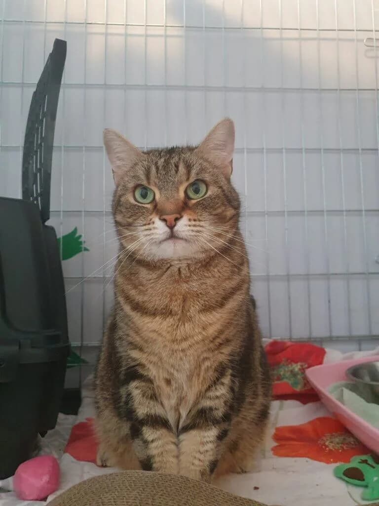 Moni sucht katzenerfahrene Menschen mit Geduld und Verständnis 🖤, female 3yo mixed breed for adoption at Tierheim Düsseldorf, Düsseldorf