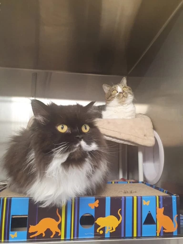 Mama Ohana & Sohn Keano – ein eingespieltes Duo sucht ruhiges Zuhause 🍀, female senior Persian for adoption at Tierheim Düsseldorf, Düsseldorf