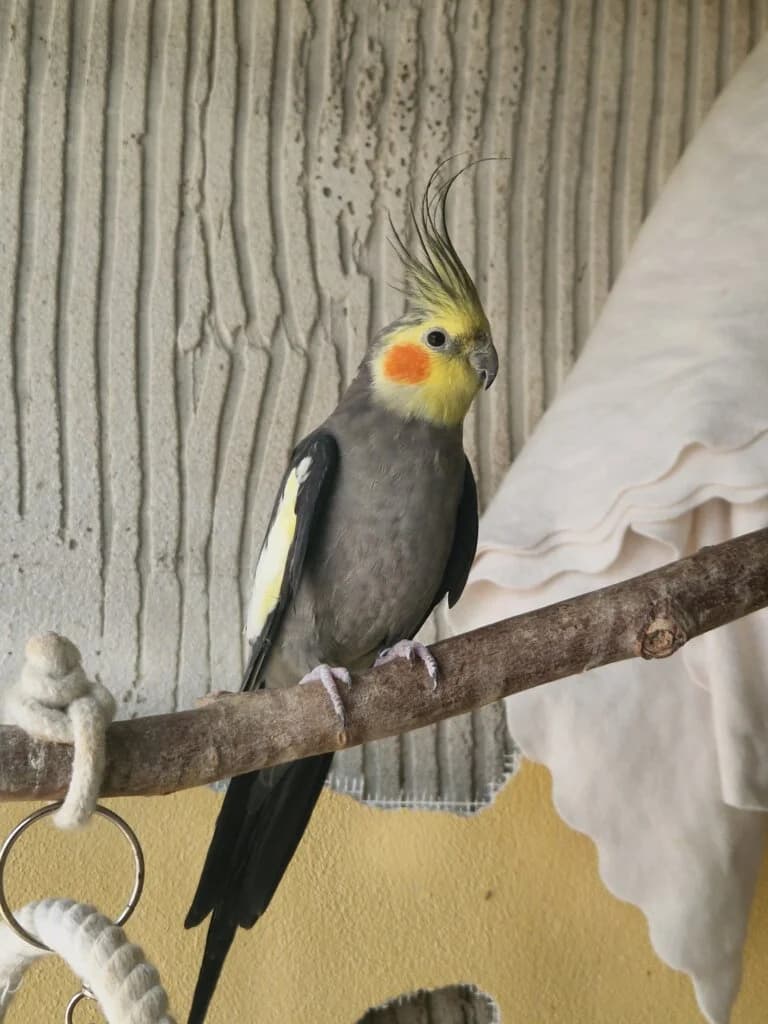 Rudolf sucht ein liebevolles Zuhause 🩶🐦, male 3yo mixed breed for adoption at Tierheim Düsseldorf, Düsseldorf