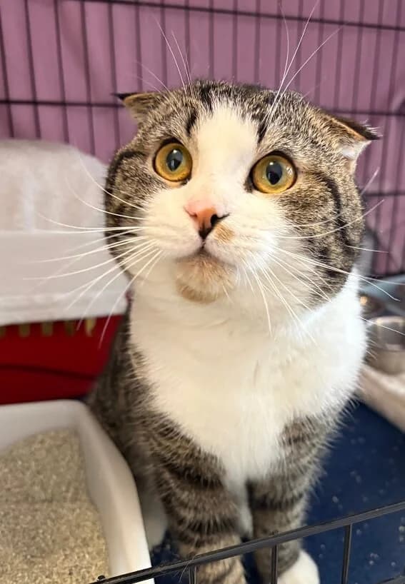 Mr. Boogie sucht ein ruhiges Zuhause 🍀, male 3yo Scottish Fold for adoption at Tierheim Düsseldorf, Düsseldorf