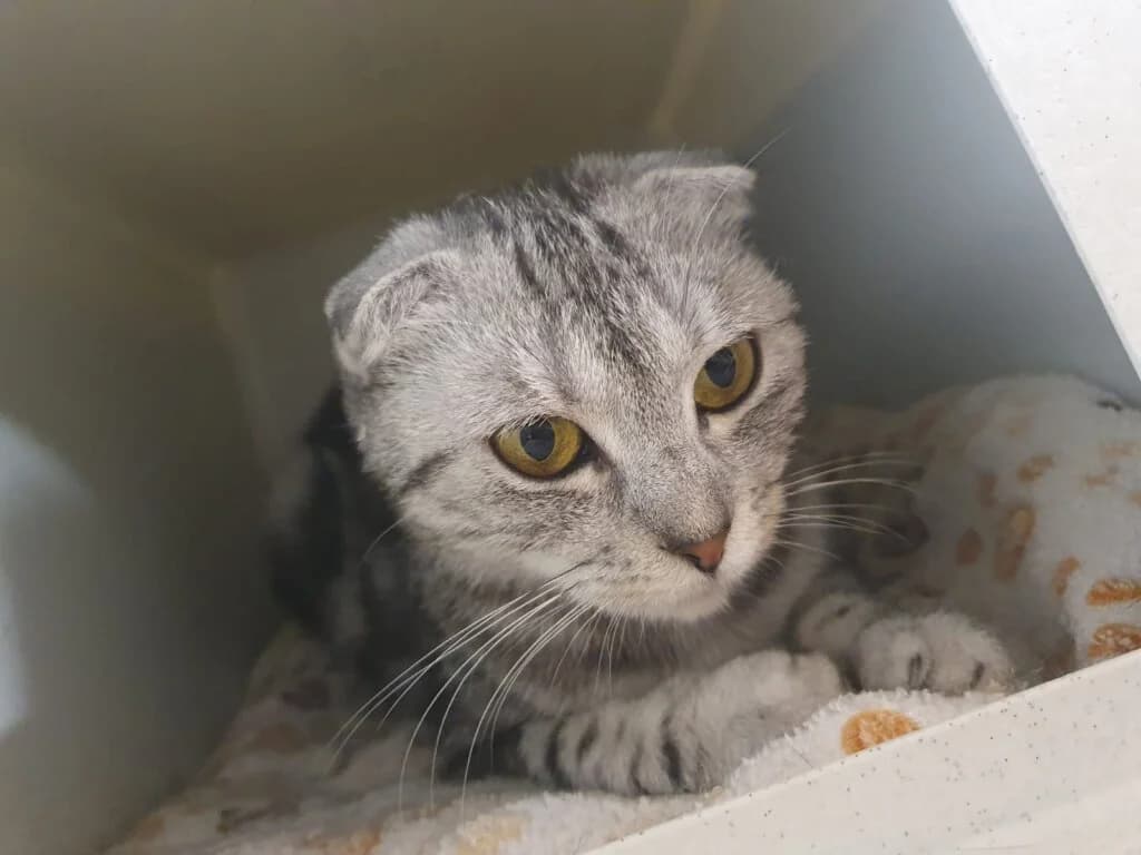 Hope – besondere Katze sucht besonderes Zuhause 🐾🍀, female 3yo Scottish Fold for adoption at Tierheim Düsseldorf, Düsseldorf