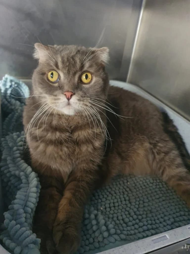 Karlchen und Lilly suchen gemeinsam einen ruhigen Altersruhesitz 🖤,  3yo Scottish Fold for adoption at Tierheim Düsseldorf, Düsseldorf