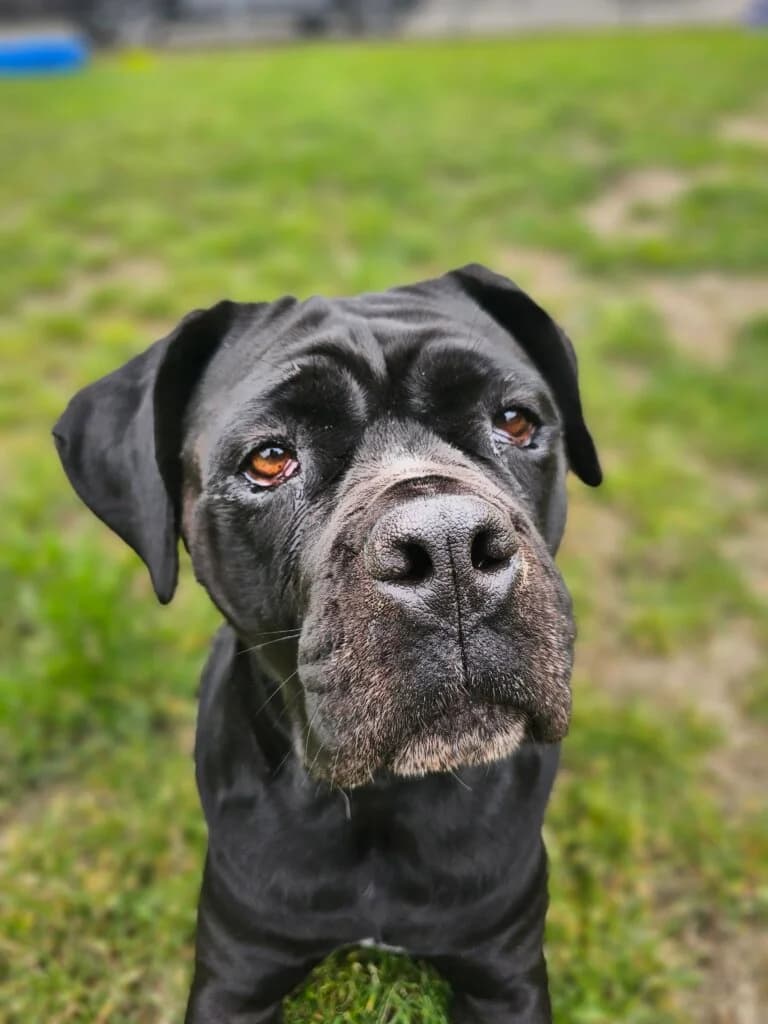 Mila, female 3yo Cane Corso for adoption at Tierheim Düsseldorf, Düsseldorf
