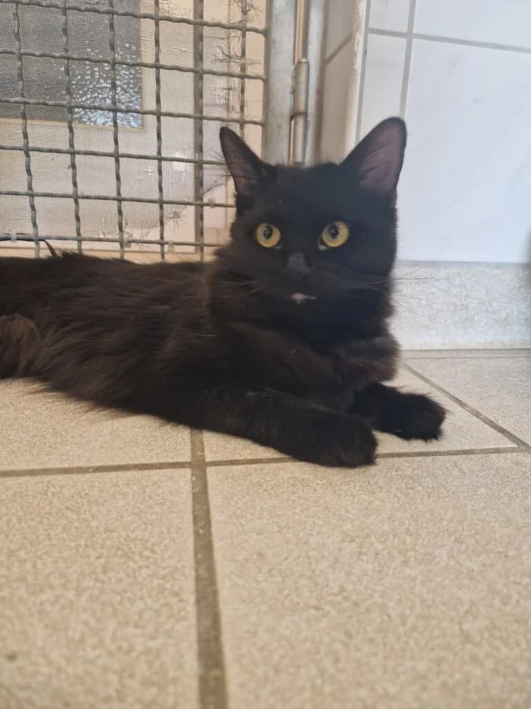 Akira – sanfte Seele sucht ein ruhiges Für-immer-Zuhause 🐾, female 3yo mixed breed for adoption at Tierheim Düsseldorf, Düsseldorf