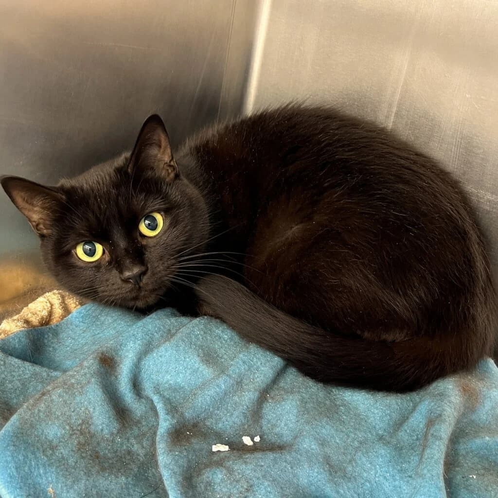 Lina sucht ein verständnisvolles Zuhause mit Freigang, female 3yo mixed breed for adoption at Tierheim Düsseldorf, Düsseldorf