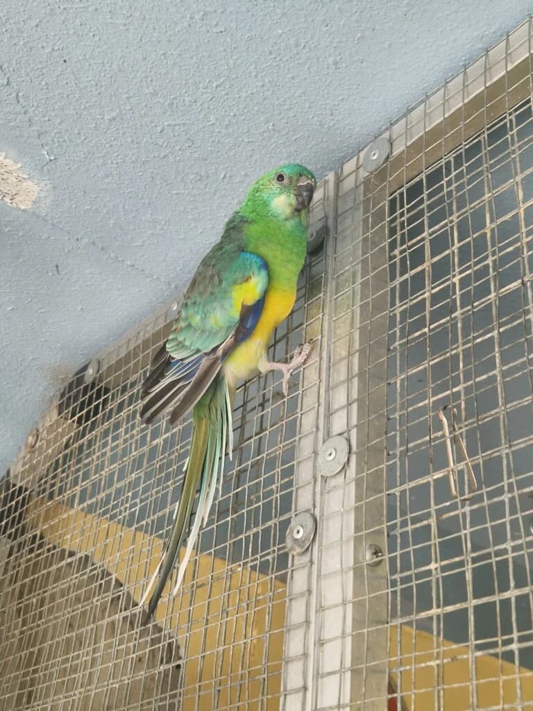 Jens sucht ein liebevolles Zuhause 💚🐦, male 3yo mixed breed for adoption at Tierheim Düsseldorf, Düsseldorf