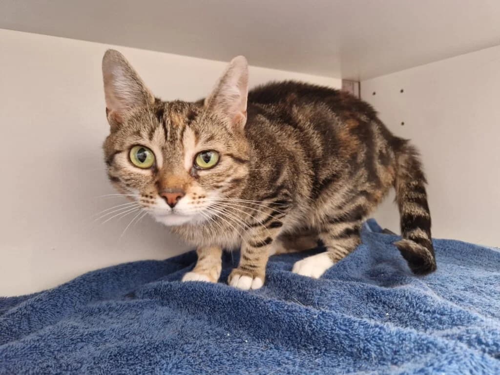 Maggy – ein leises Herz auf der Suche nach Geduld und Liebe. ❤️, female 3yo British Shorthair for adoption at Tierheim Düsseldorf, Düsseldorf