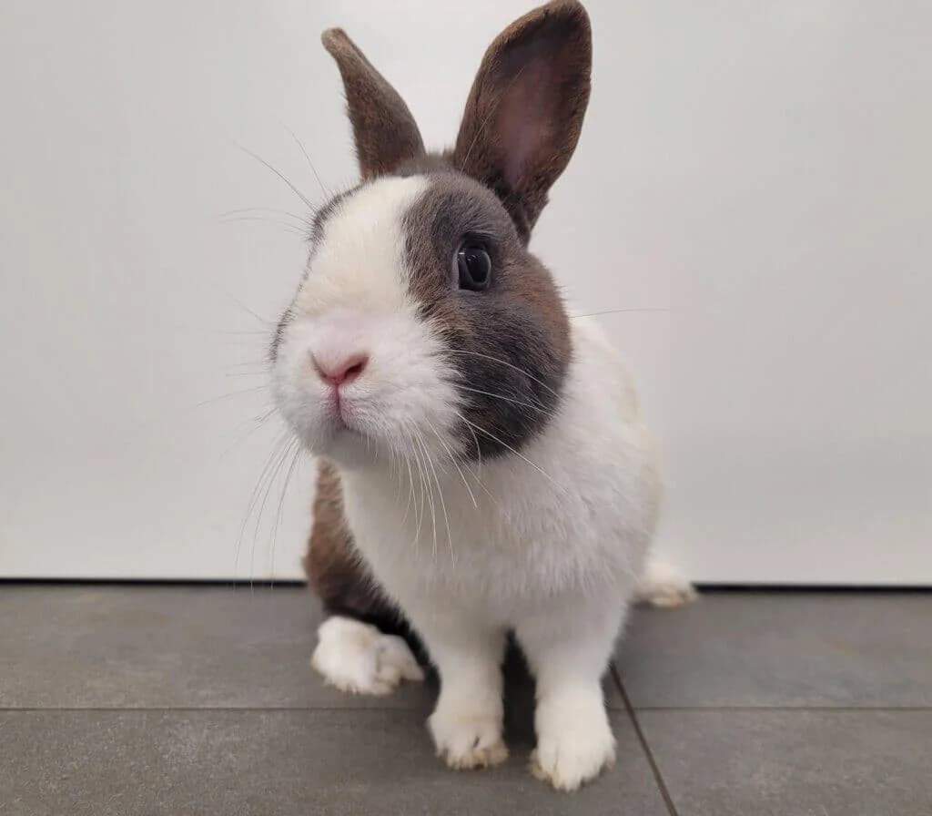 Rocky,  (Tierheim Düsseldorf)