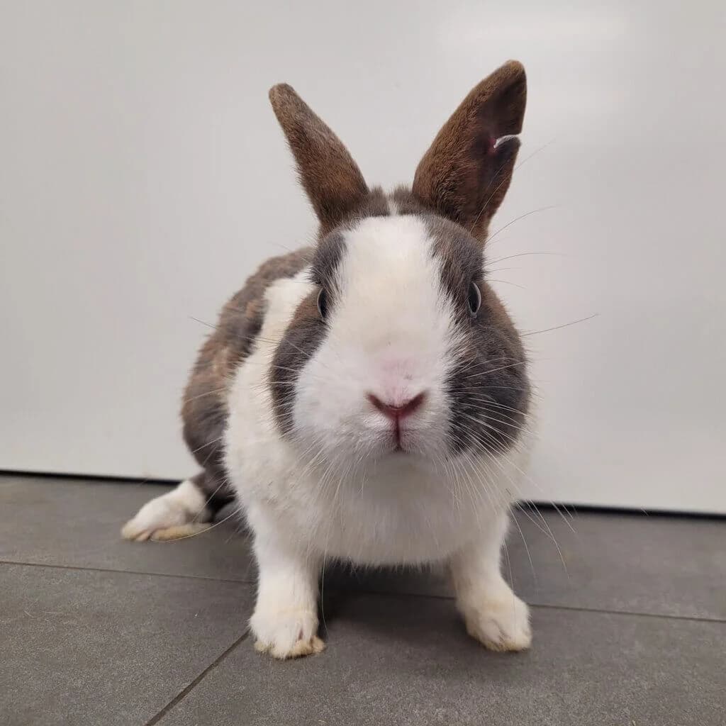 Rokko,  (Tierheim Düsseldorf)