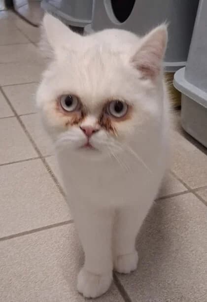 Lino & Ozzy – zwei Freunde suchen ihr Für-immer-Zuhause 💙🐾, male young British Shorthair for adoption at Tierheim Düsseldorf, Düsseldorf
