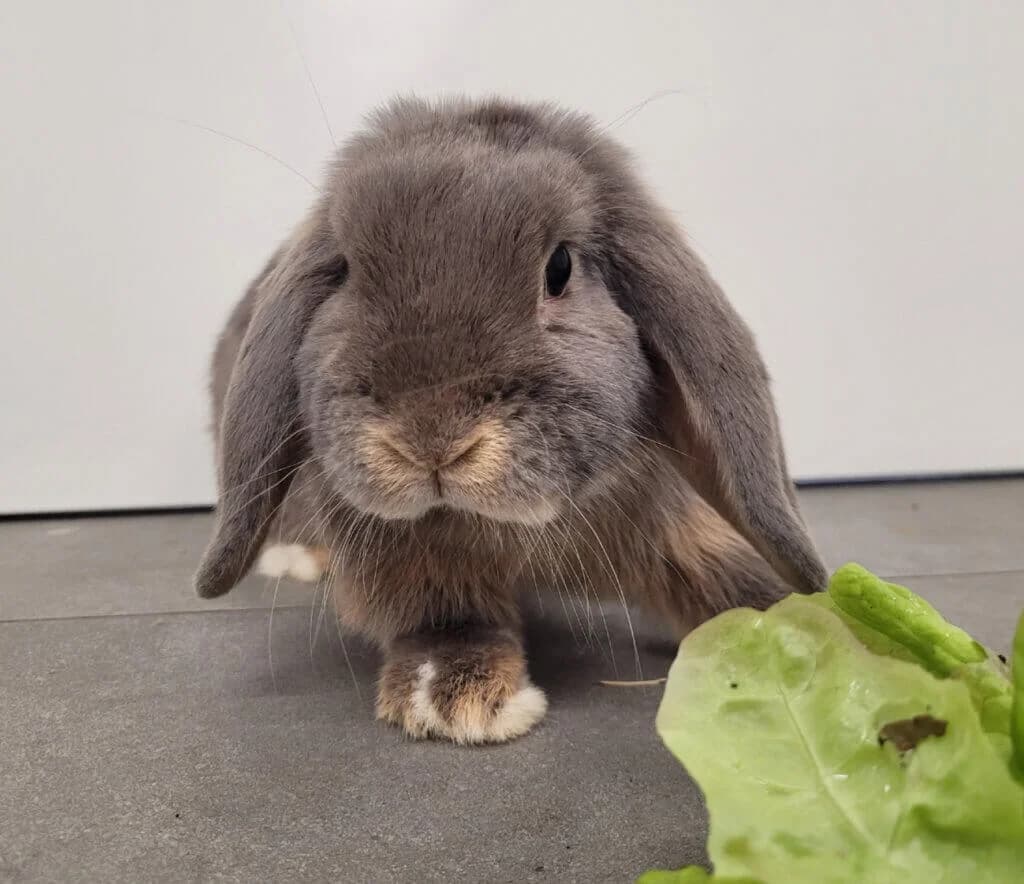 Toki, male 3yo mixed breed for adoption at Tierheim Düsseldorf, Düsseldorf