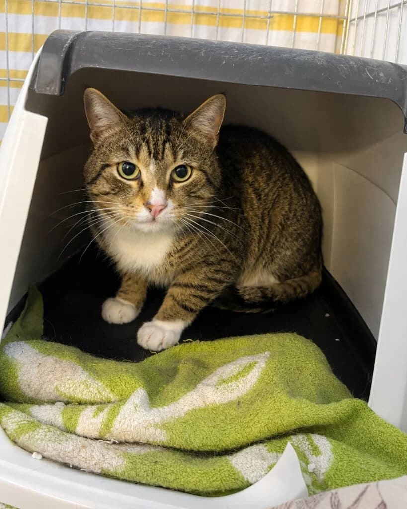 Hades – unabhängig, charakterstark und auf der Suche nach seinem Platz, male 3yo mixed breed for adoption at Tierheim Düsseldorf, Düsseldorf