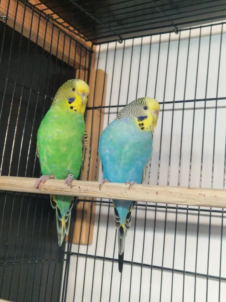 🦜💚 Tuta & Jenni suchen gemeinsam ihr Für-immer-Zuhause 💚🦜, female mixed breed for adoption at Tierheim Düsseldorf, Düsseldorf