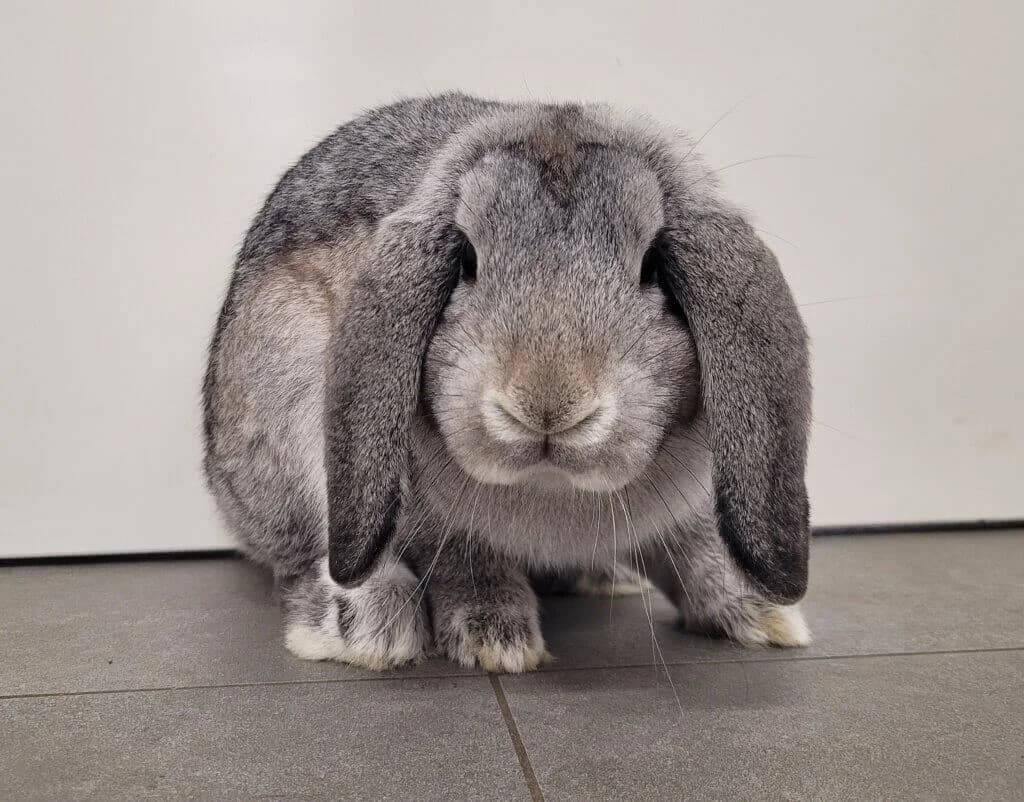 Mochi, male 3yo mixed breed for adoption at Tierheim Düsseldorf, Düsseldorf