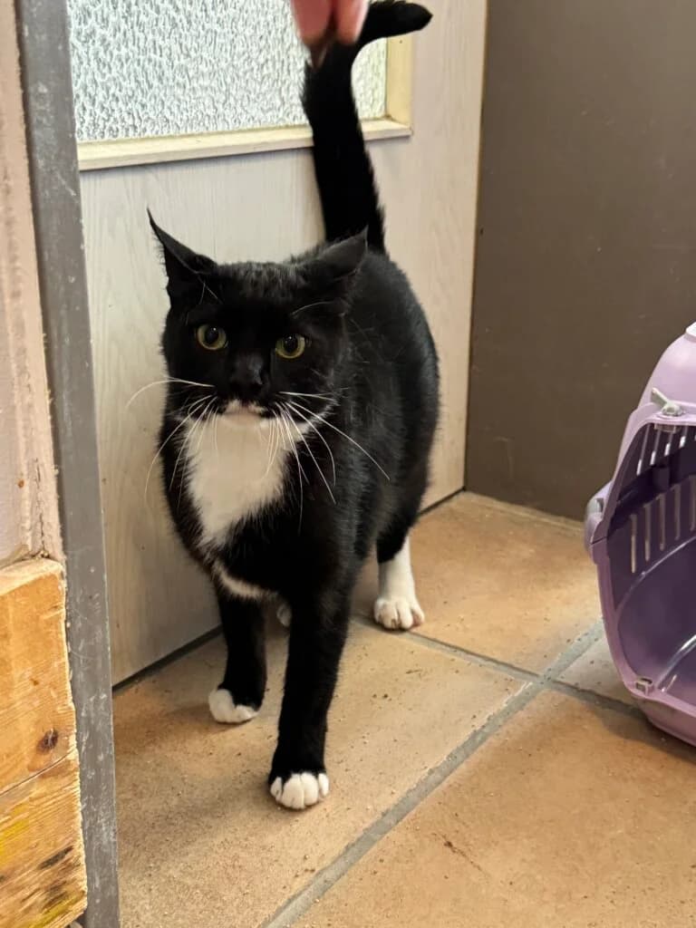 Tarkan wünscht sich ein dauerhaftes Plätzchen mit Freigang - Vorgemerkt, male 3yo mixed breed for adoption at Tierheim Düsseldorf, Düsseldorf
