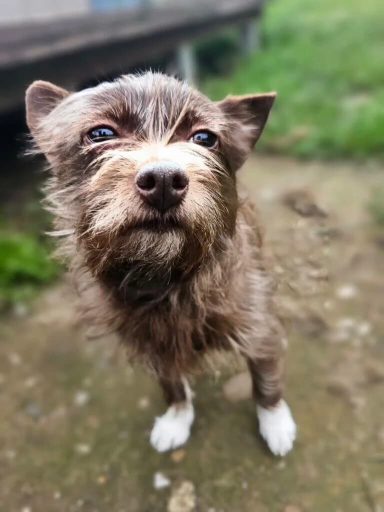 Bella, female 3yo Mixed Breed for adoption at Tierheim Düsseldorf, Düsseldorf
