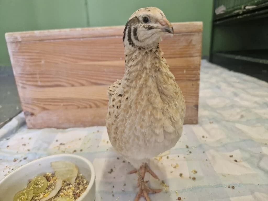 Martina sucht ihr Für-immer-Zuhause 🐦❤️,  (Tierheim Düsseldorf)