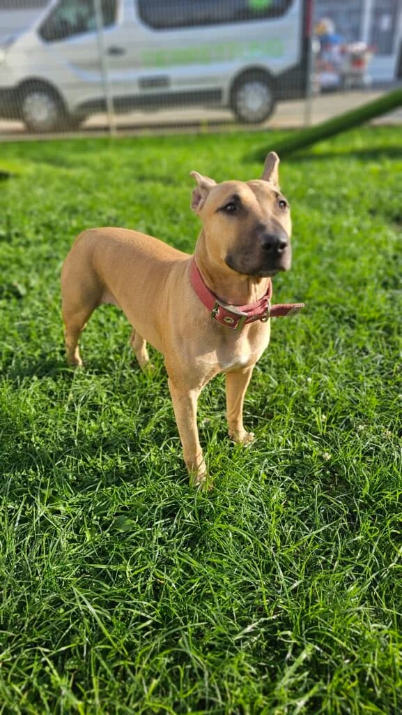 Chanel, female 3yo Bull Terrier for adoption at Tierheim Düsseldorf, Düsseldorf