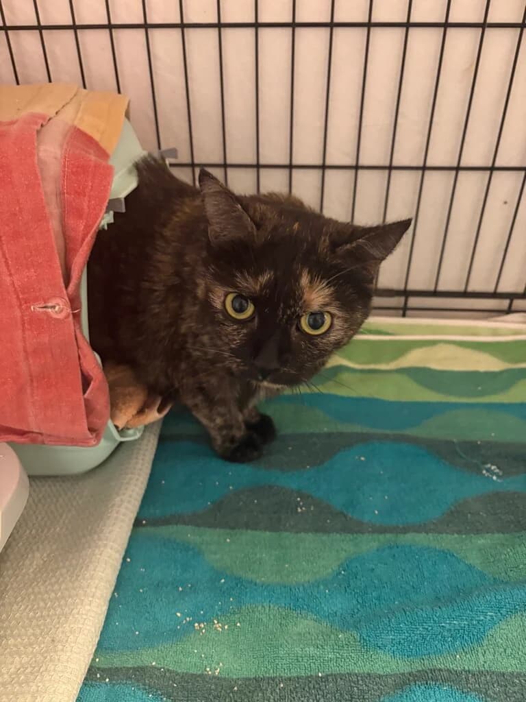 Micky – eine echte Schildpatt-Dame mit Charakter 🐾❤️, female 3yo mixed breed for adoption at Tierheim Düsseldorf, Düsseldorf