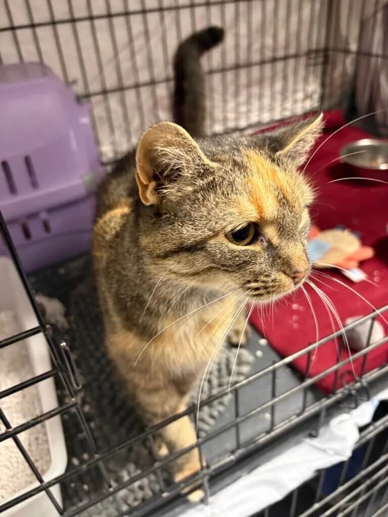 🐾 Kiki – kleine Kätzin, große Chance auf ein neues Leben 🐾, female 3yo mixed breed for adoption at Tierheim Düsseldorf, Düsseldorf