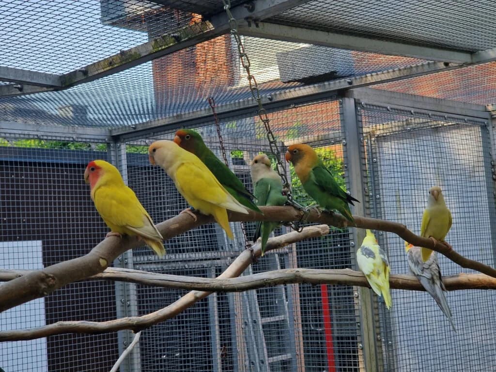 Sechs Agaporniden suchen ein liebevolles Zuhause,  (Tierheim Düsseldorf)